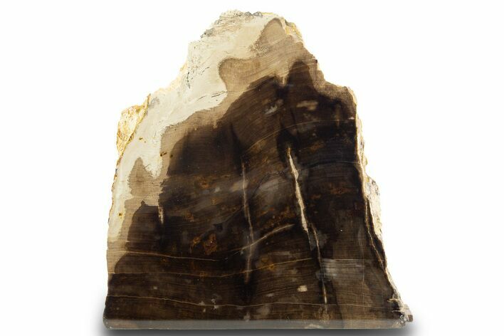 Polished, Petrified Wood (Metasequoia) Stand Up - Oregon #302948